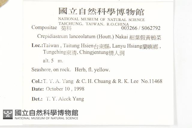 細葉假黃鵪菜藏品圖，第2張