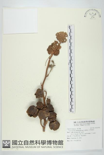 大萼旋花藏品圖，第2張