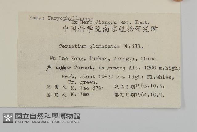 球序卷耳藏品圖，第2張