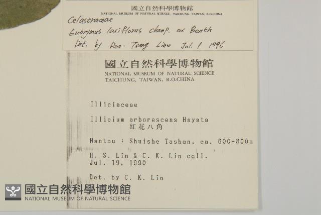 Taiwan euonymus Collection Image, Figure 2, Total 2 Figures