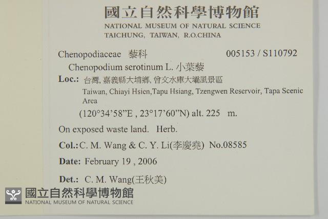 小葉藜藏品圖，第2張