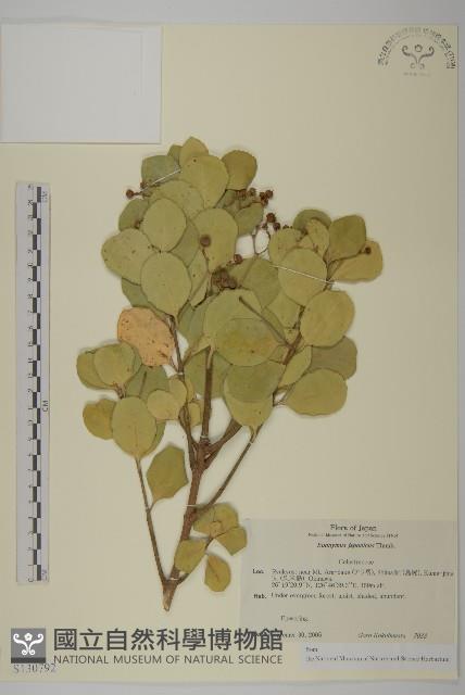 日本衛矛, 大葉黃楊藏品圖，第1張