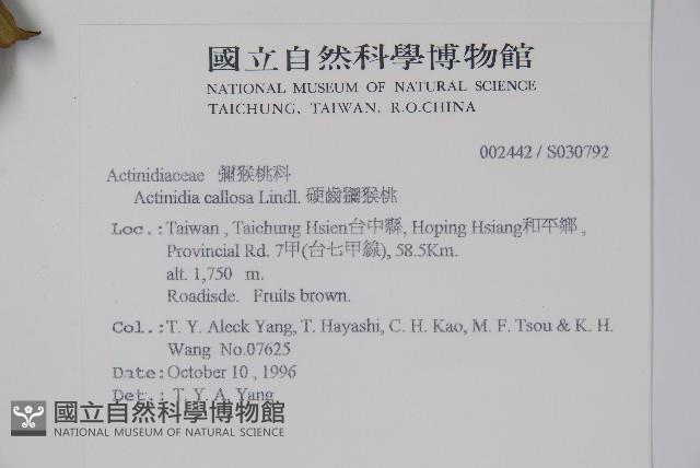 硬齒獼猴桃藏品圖，第2張