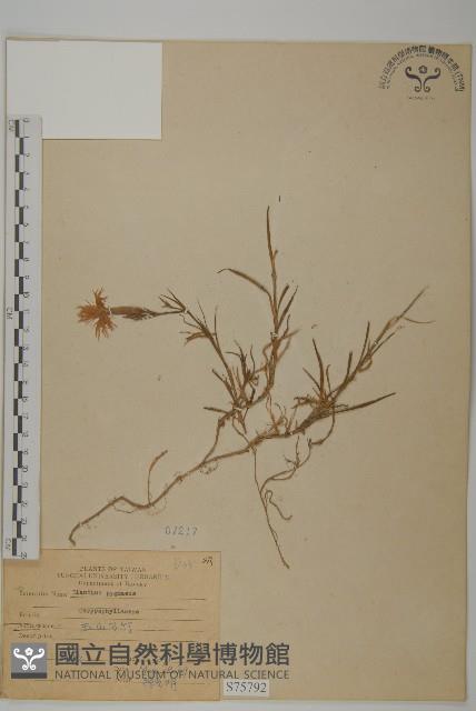 玉山石竹藏品圖，第1張