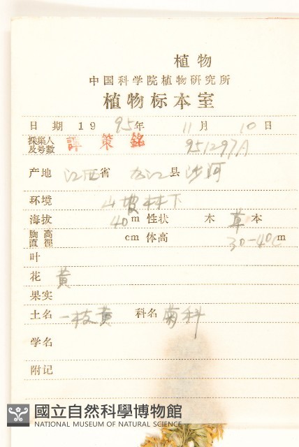 一枝黃花藏品圖，第2張