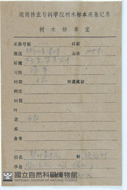 裂葉牽牛藏品圖，第2張