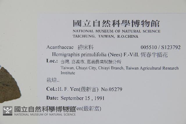 恆春半插花藏品圖，第2張