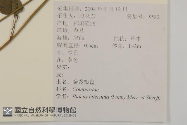 鬼針舅藏品圖，第2張