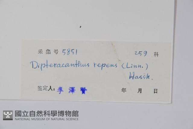 蘆利草藏品圖，第2張