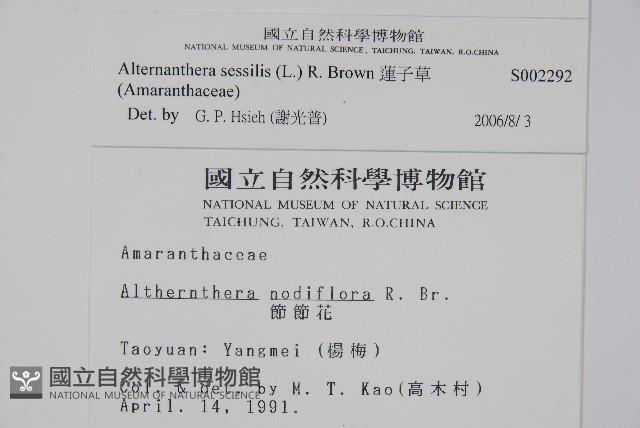 蓮子草藏品圖，第2張