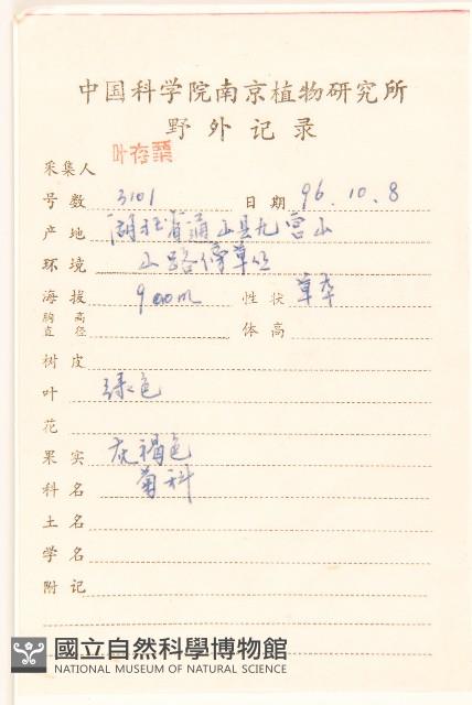 大丁草藏品圖，第2張