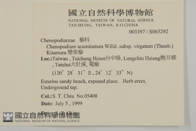 變葉藜藏品圖，第2張