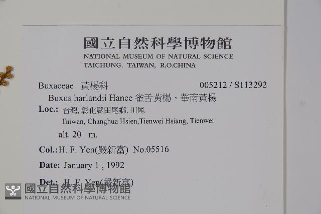 華南黃楊，雀舌黃楊，匙葉黃楊藏品圖，第2張