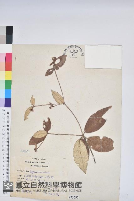 裡白巴豆藏品圖，第1張