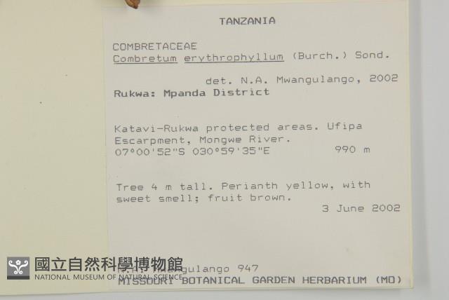 翼果風車子、紅球風車子藏品圖，第2張