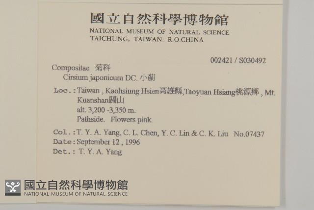 紫花阿里山薊藏品圖，第2張