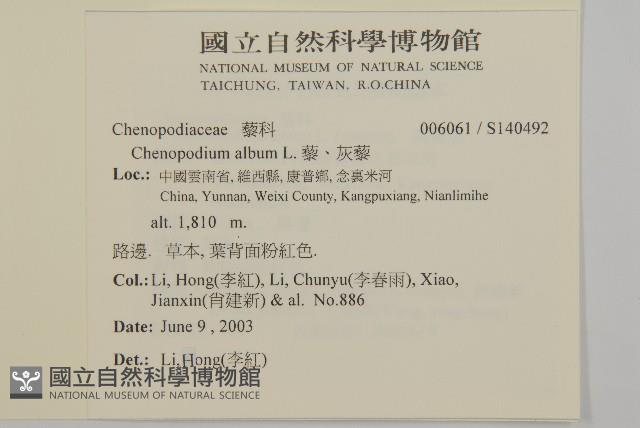 藜、灰藜藏品圖，第2張