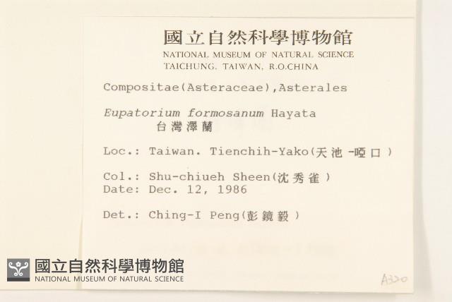 臺灣澤蘭藏品圖，第2張