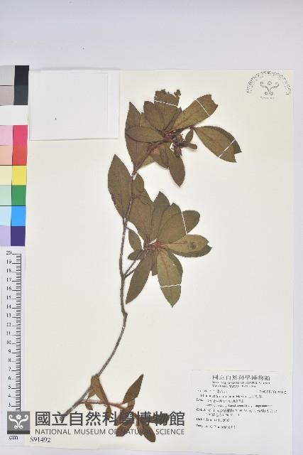 金毛杜鵑藏品圖，第1張