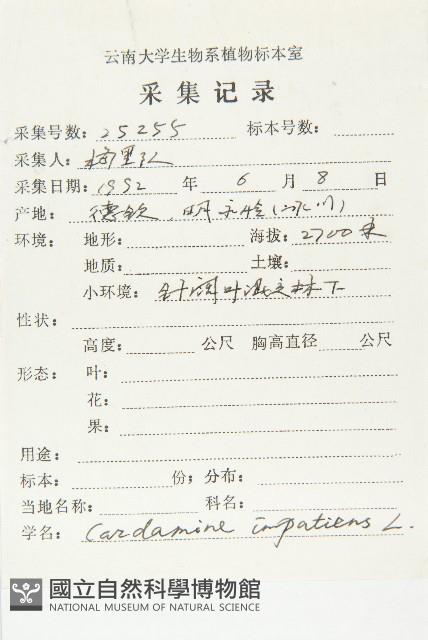 水花菜藏品圖，第2張