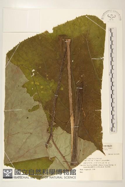 登錄號:S143492藏品圖，第2張