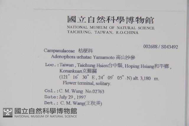 高山沙參藏品圖，第2張