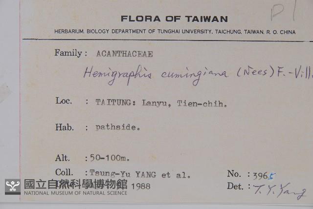 直立半插花藏品圖，第2張