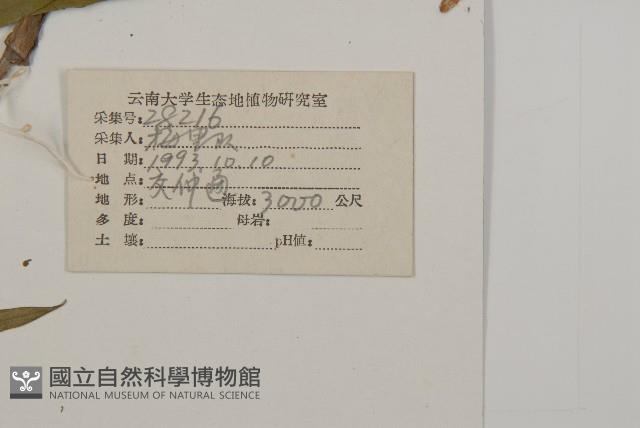 抱莖籟簫藏品圖，第2張