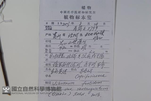 狹葉莢迷藏品圖，第2張
