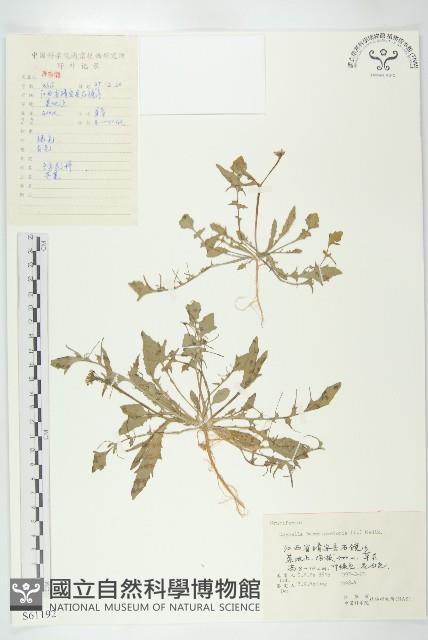 薺藏品圖，第1張