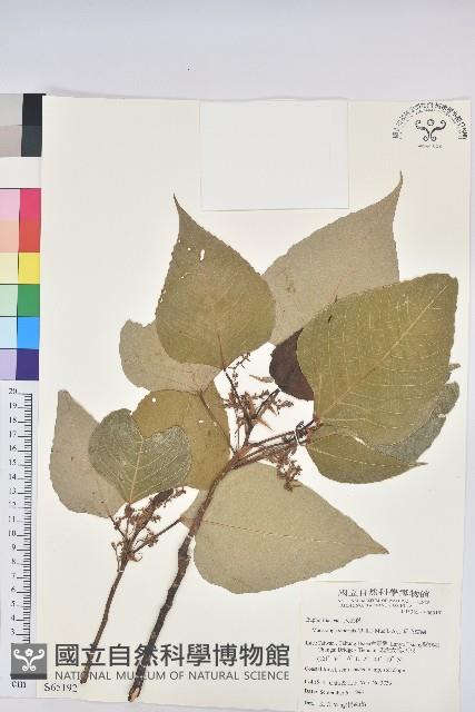 紅肉橙蘭、華血桐藏品圖，第1張