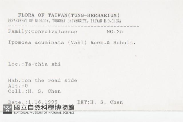 銳葉牽牛藏品圖，第2張