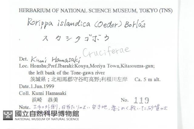 鳳花菜藏品圖，第2張