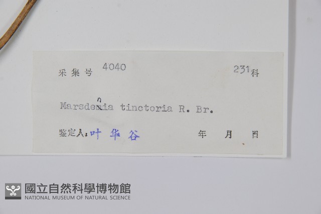 絨毛芙蓉蘭藏品圖，第2張