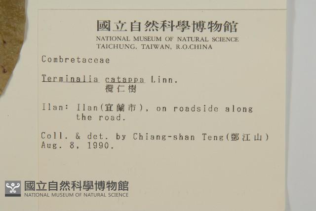 欖仁藏品圖，第2張