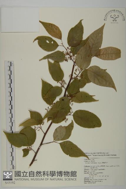 佩羅特木藏品圖，第1張