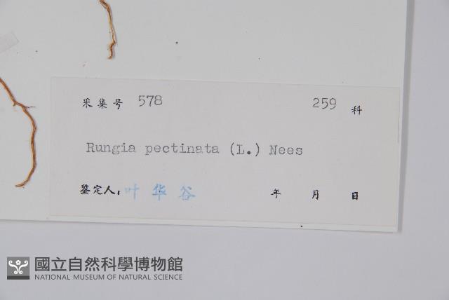 孩兒草藏品圖，第2張