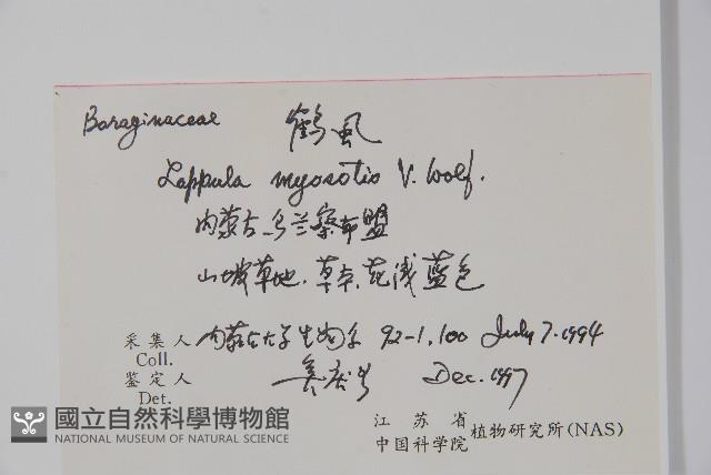 勿忘草狀鶴蝨藏品圖，第2張