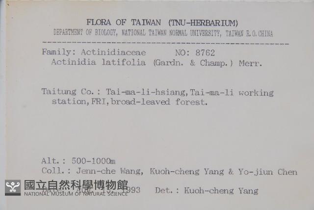 闊葉獼猴桃藏品圖，第2張