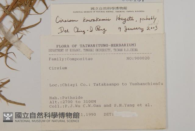 塔塔加薊藏品圖，第2張