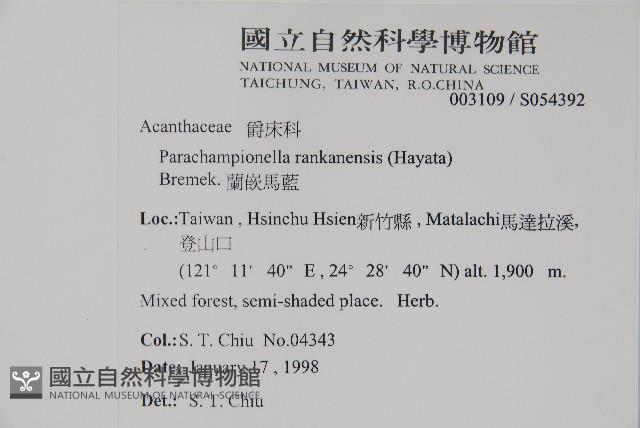 蘭嵌馬藍藏品圖，第2張