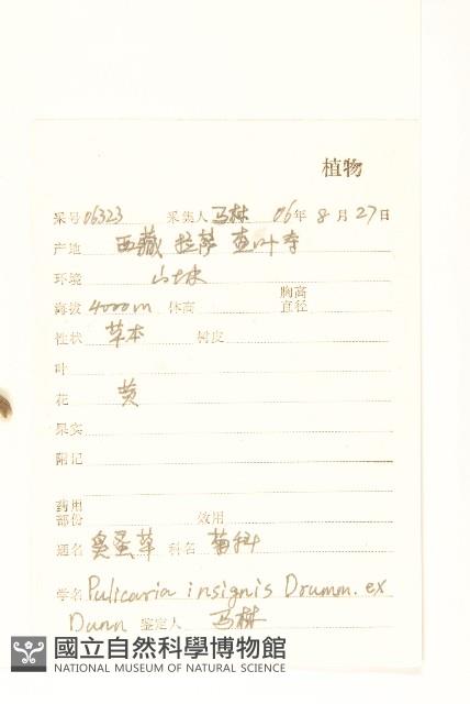 臭蚤草藏品圖，第2張