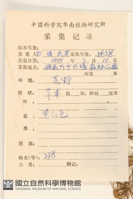 野茼蒿藏品圖，第2張