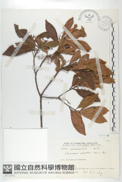 杜英、山杜英、蘭嶼杜英藏品圖，第1張