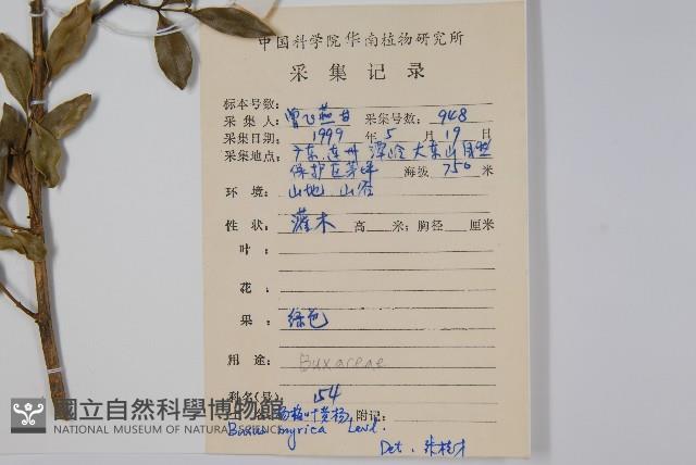 楊梅葉黃楊藏品圖，第2張