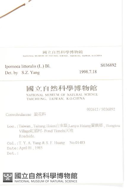 海牽牛藏品圖，第2張