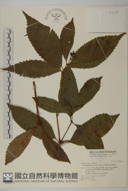 草珊瑚、紅果金粟蘭藏品圖，第1張