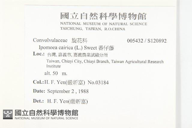 番仔藤藏品圖，第2張