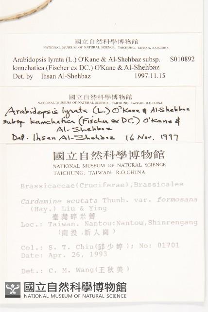 玉山筷子芥藏品圖，第2張