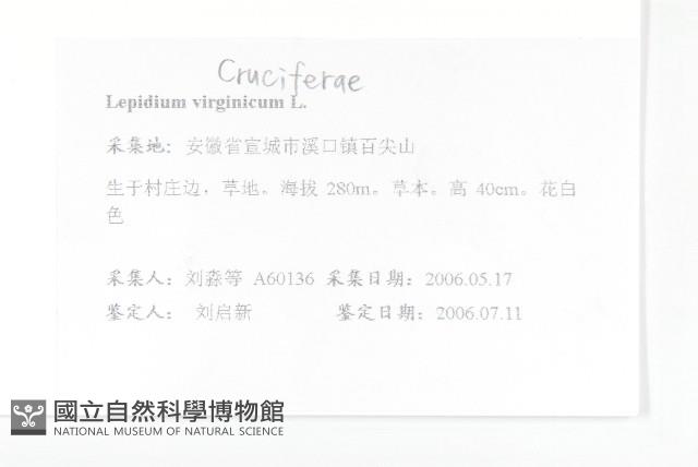 獨行菜藏品圖，第2張